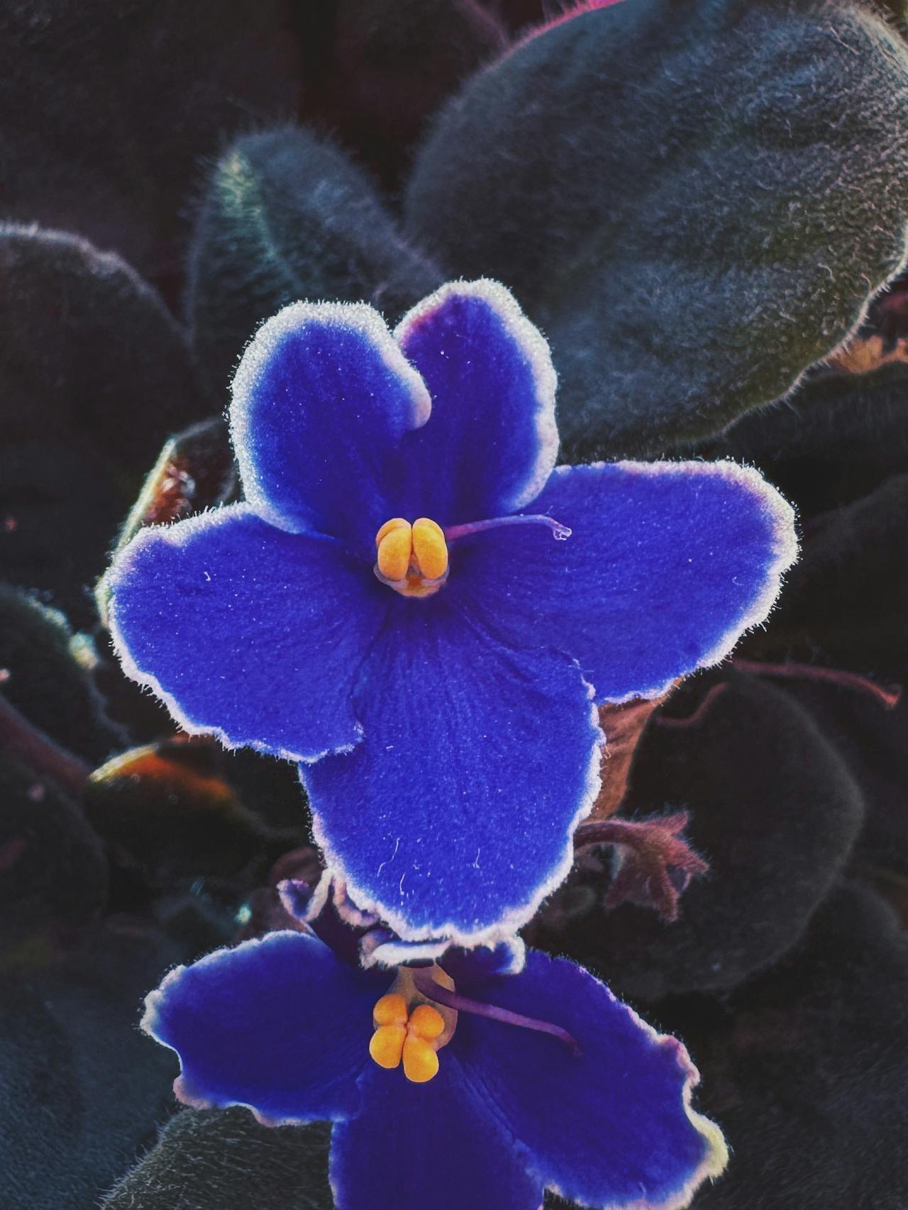 How to make violets bloom for a long time: care tips