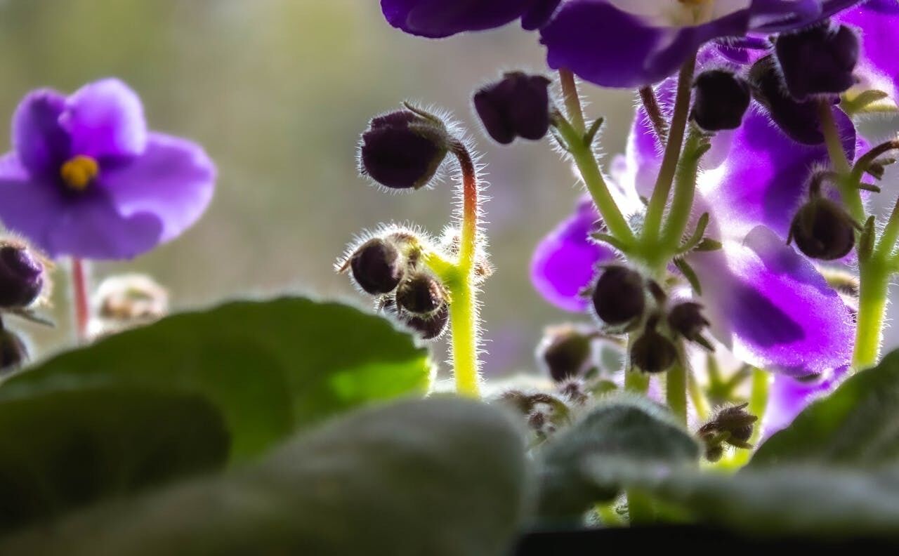 How to make violets bloom for a long time: care tips