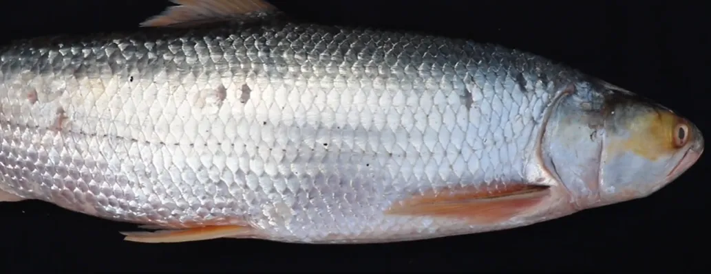 A giant fish thought to be extinct has been spotted in the Mekong River. Photos and video