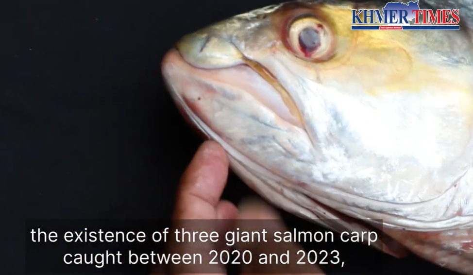 A giant fish thought to be extinct has been spotted in the Mekong River. Photos and video