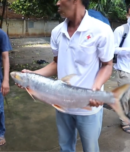 A giant fish thought to be extinct has been spotted in the Mekong River. Photos and video