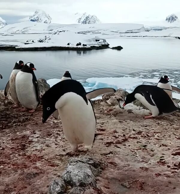 Rare miniature penguins with white and blue eyes were spotted at ''Vernadsky.'' Video