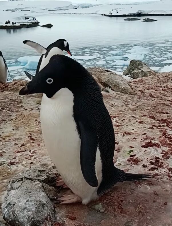 Rare miniature penguins with white and blue eyes were spotted at ''Vernadsky.'' Video