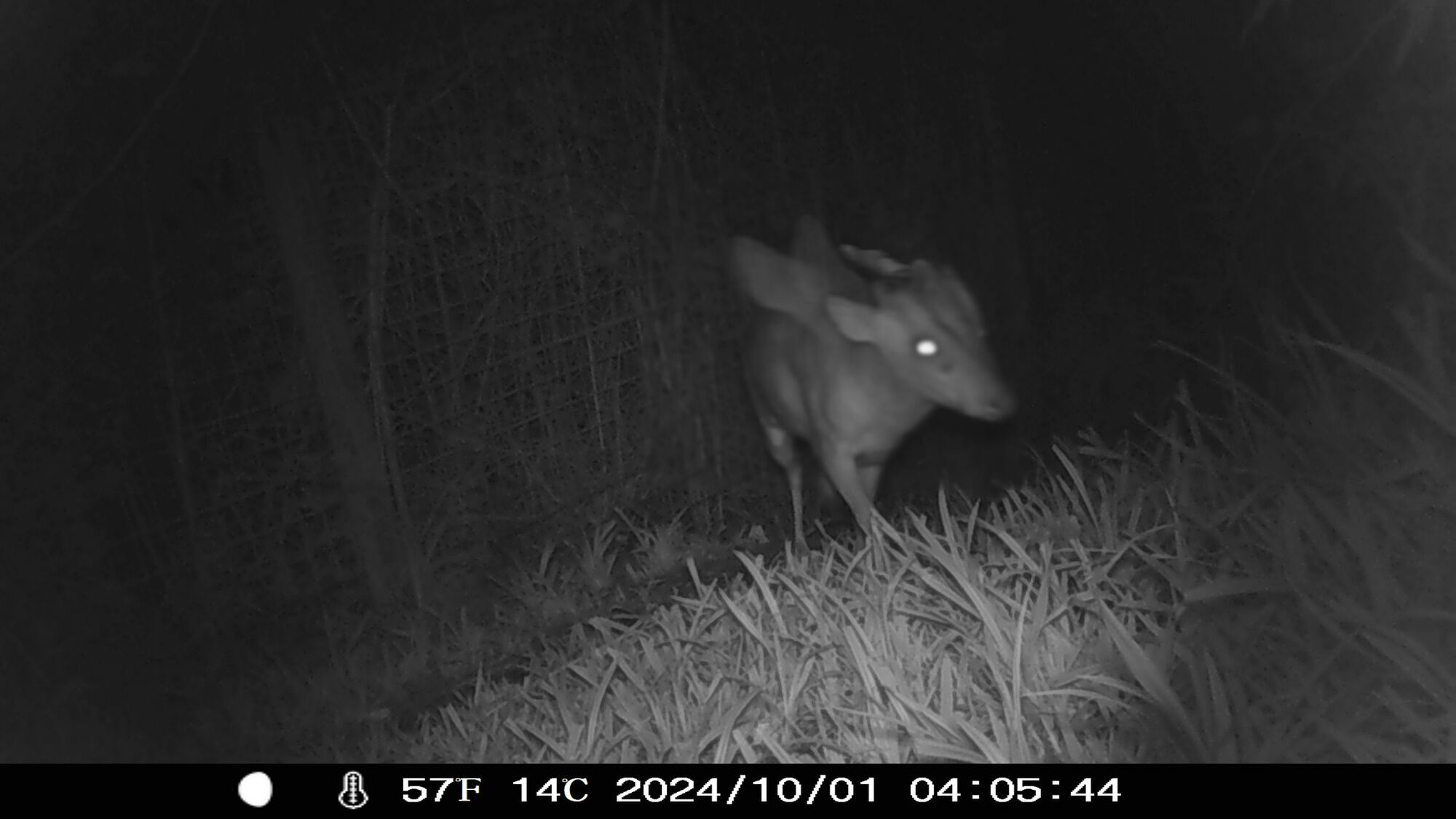 A mysterious creature with horns and wings was filmed in the UK