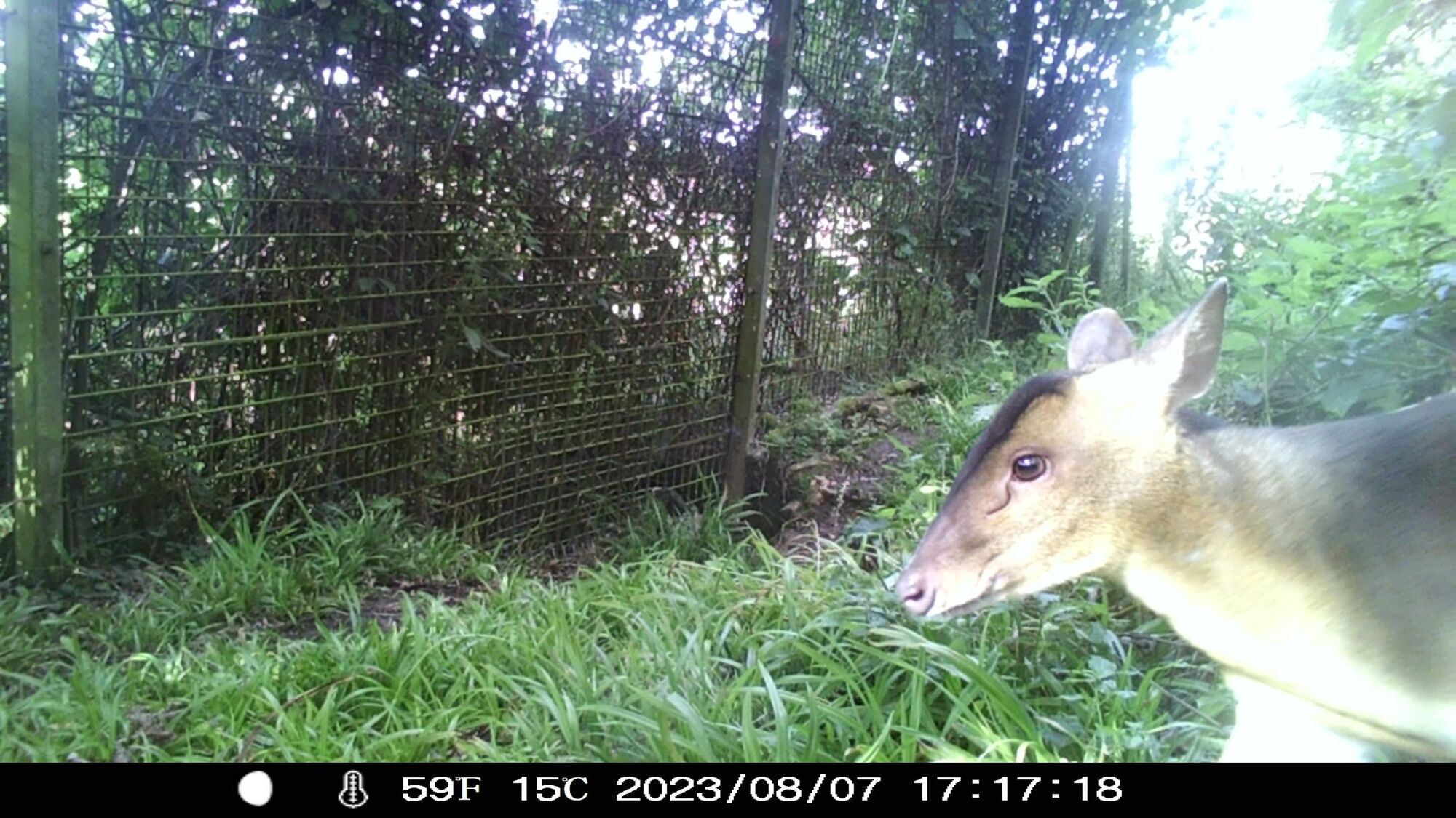 A mysterious creature with horns and wings was filmed in the UK