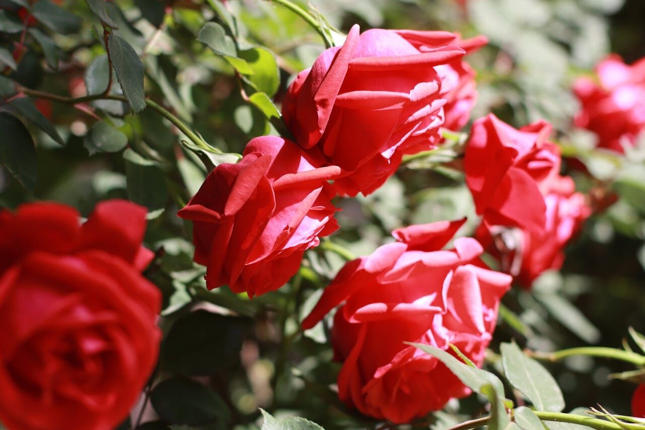 How to prune climbing roses in October: expert advice