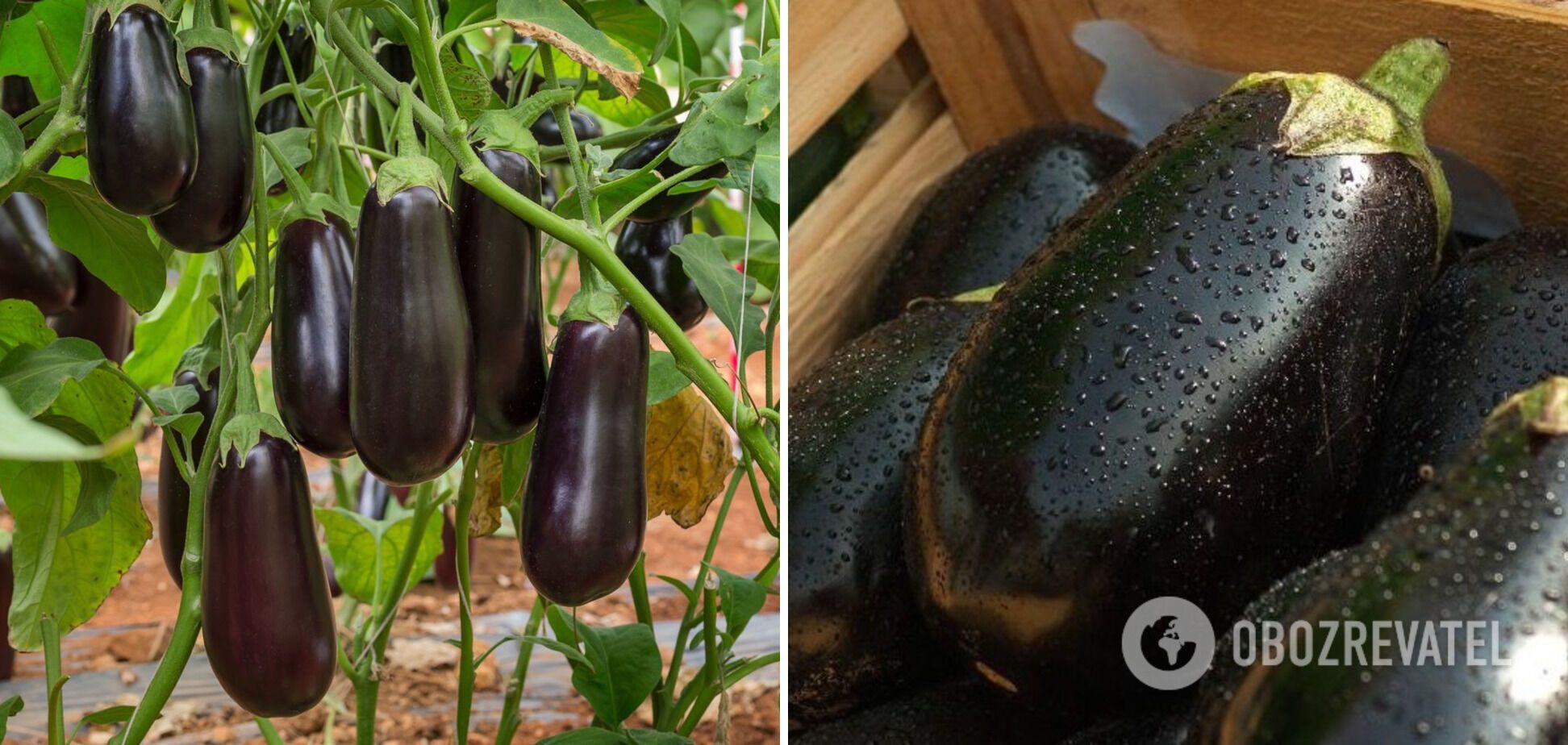 What hearty dish to prepare with eggplants for lunch: enough for the whole family