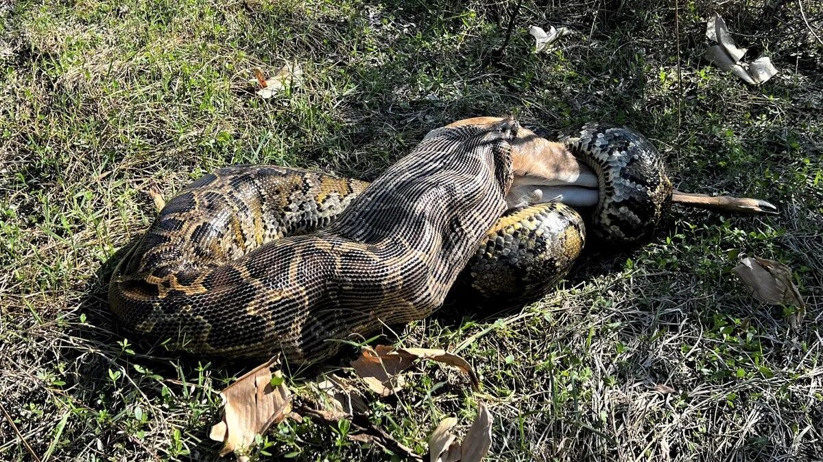 Giant python swallows deer whole in Florida: biologists already call it ''the most impressive sight in 12 years.'' Photo