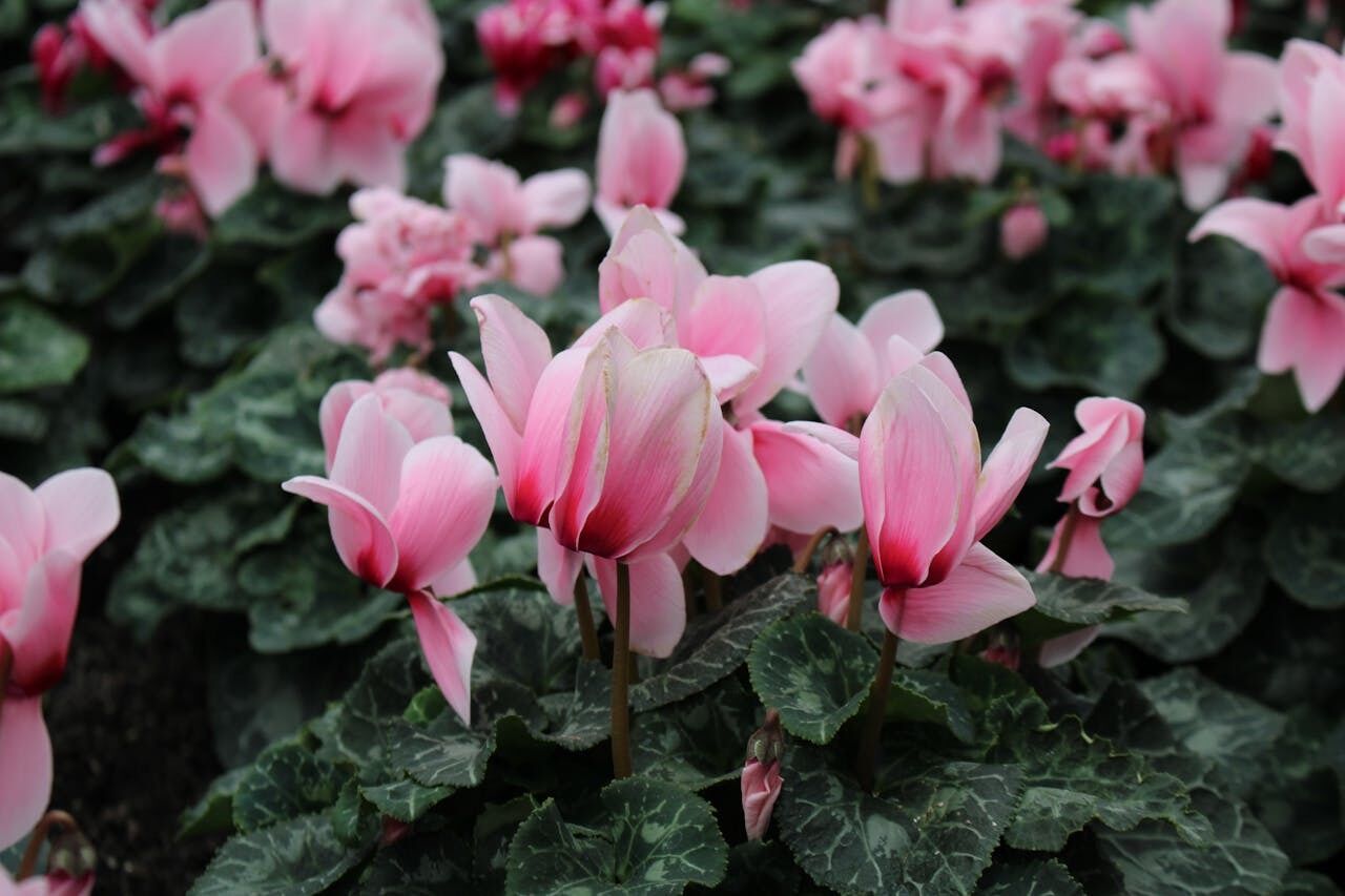 Will bloom all winter long: what to feed cyclamen with