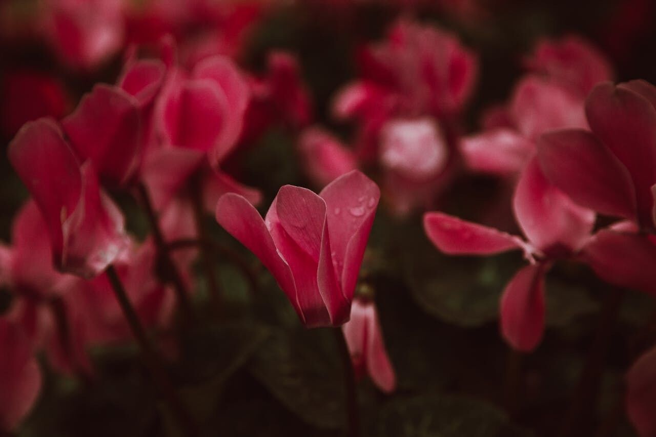 Will bloom all winter long: what to feed cyclamen with