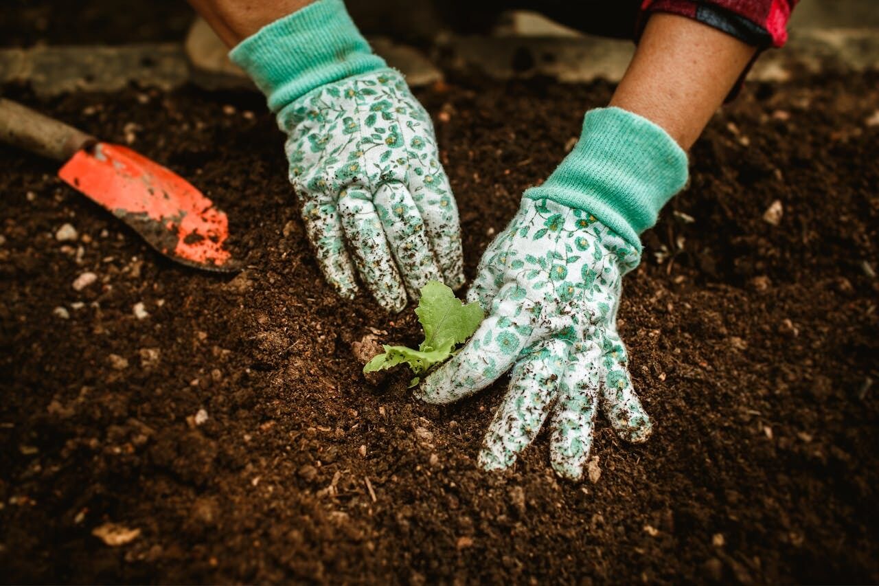 Why people disinfect the soil after harvest: methods of treatment