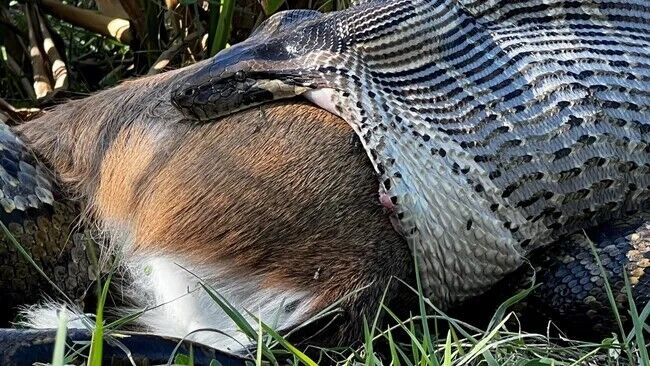 Giant python swallows deer whole in Florida: biologists already call it ''the most impressive sight in 12 years.'' Photo