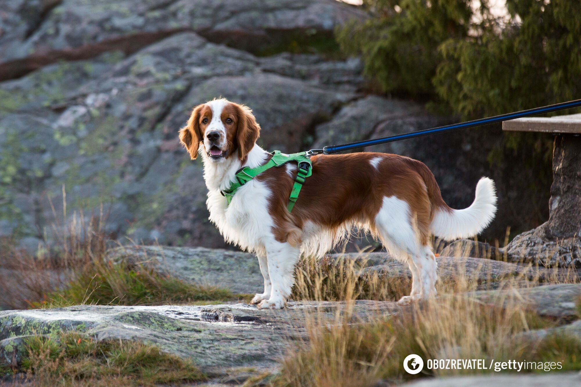 Even Jack Russell? Dog experts have named seemingly innocent small breeds you better watch out for