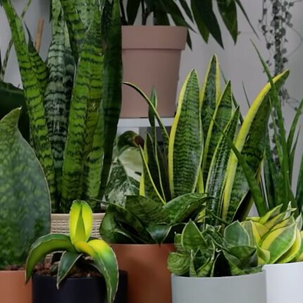 How to prepare houseplants for winter: top tips 