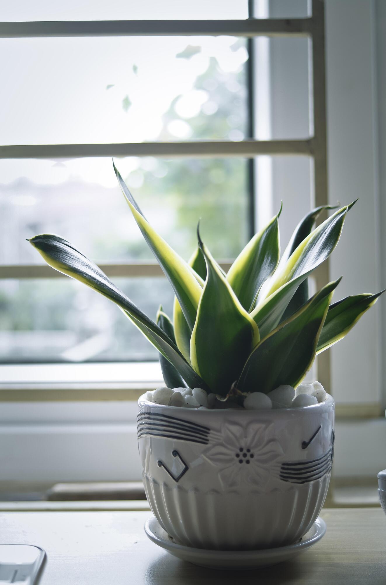 How to prepare houseplants for winter: top tips 