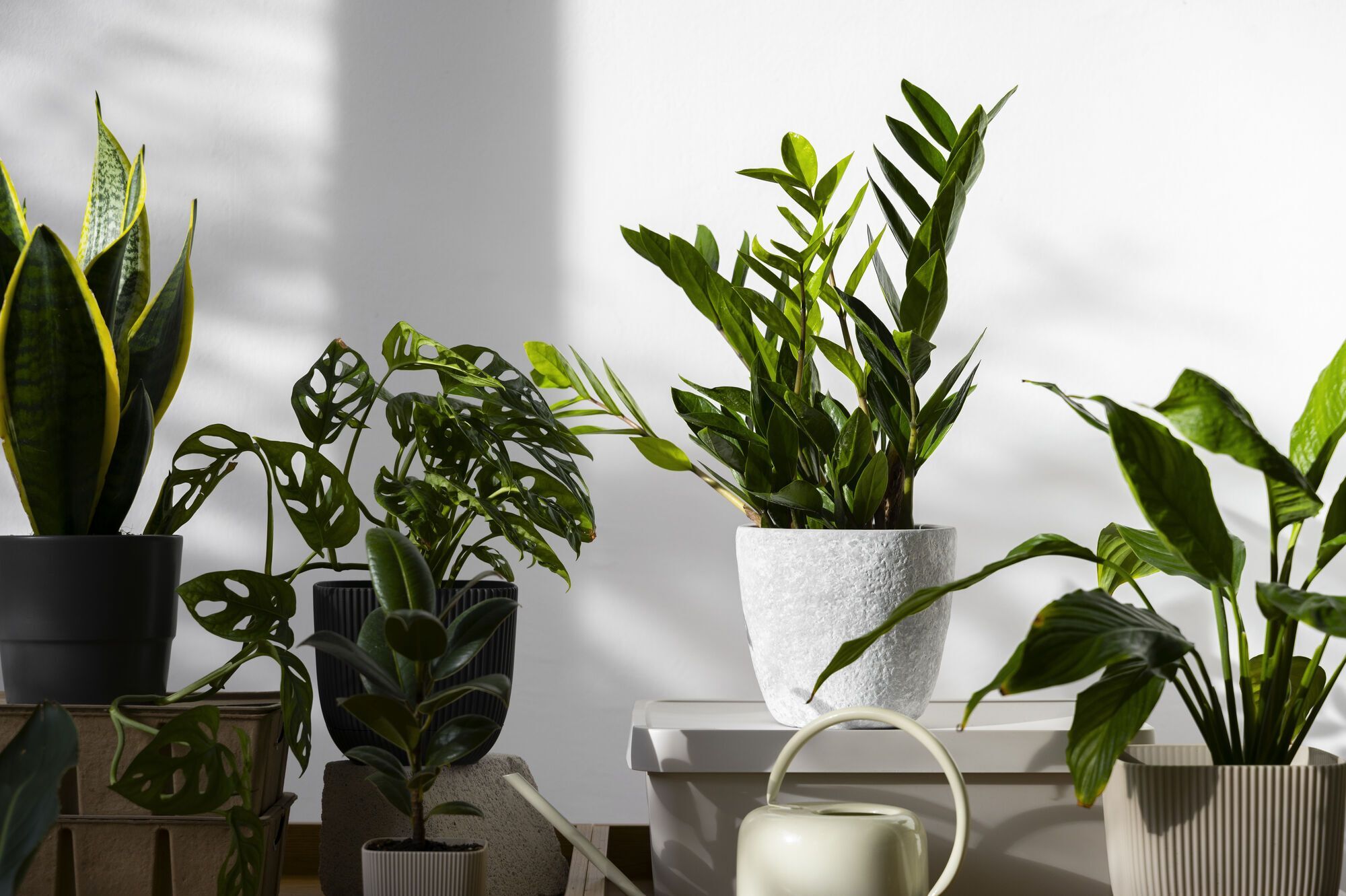 How to prepare houseplants for winter: top tips 