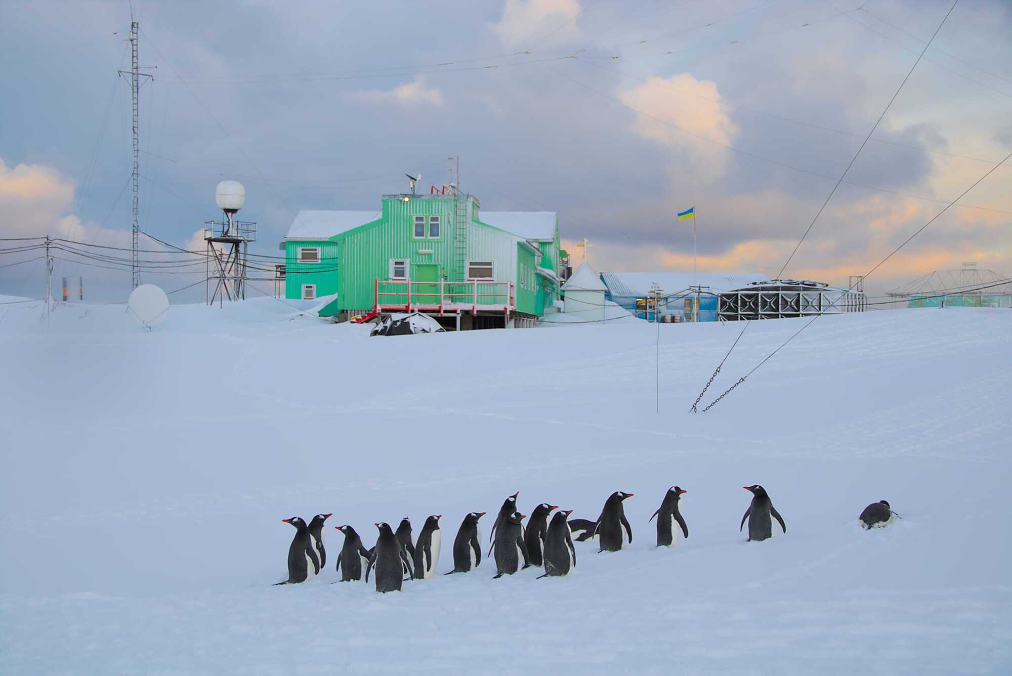 A flock of penguins came close to a Ukrainian polar explorer and began to examine him: a cute moment in the Antarctic was caught on video