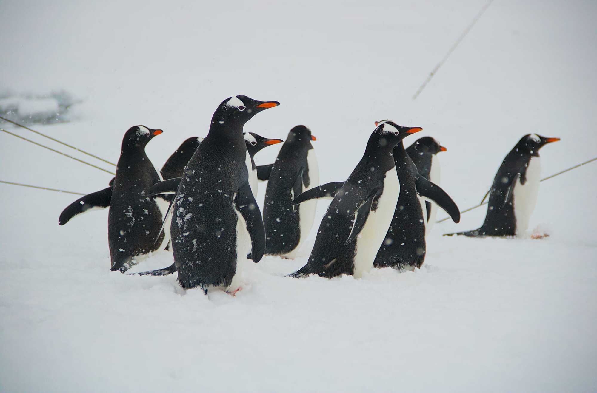 A flock of penguins came close to a Ukrainian polar explorer and began to examine him: a cute moment in the Antarctic was caught on video