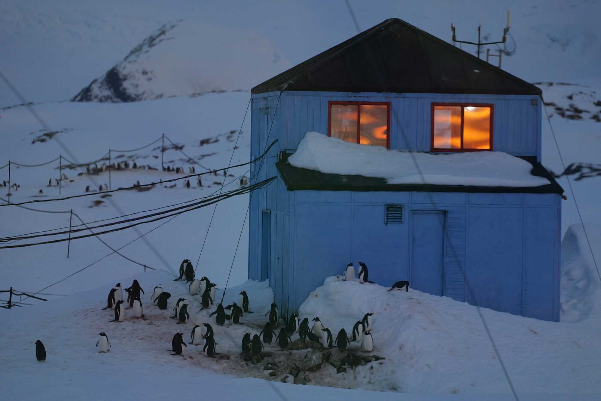 A flock of penguins came close to a Ukrainian polar explorer and began to examine him: a cute moment in the Antarctic was caught on video