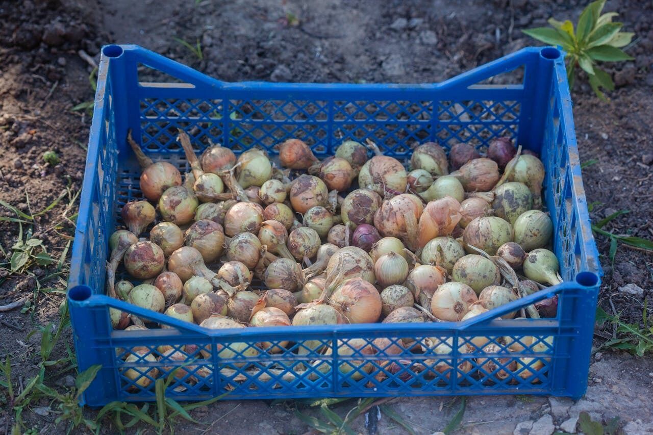 How to store onions so they don't rot: the best ways