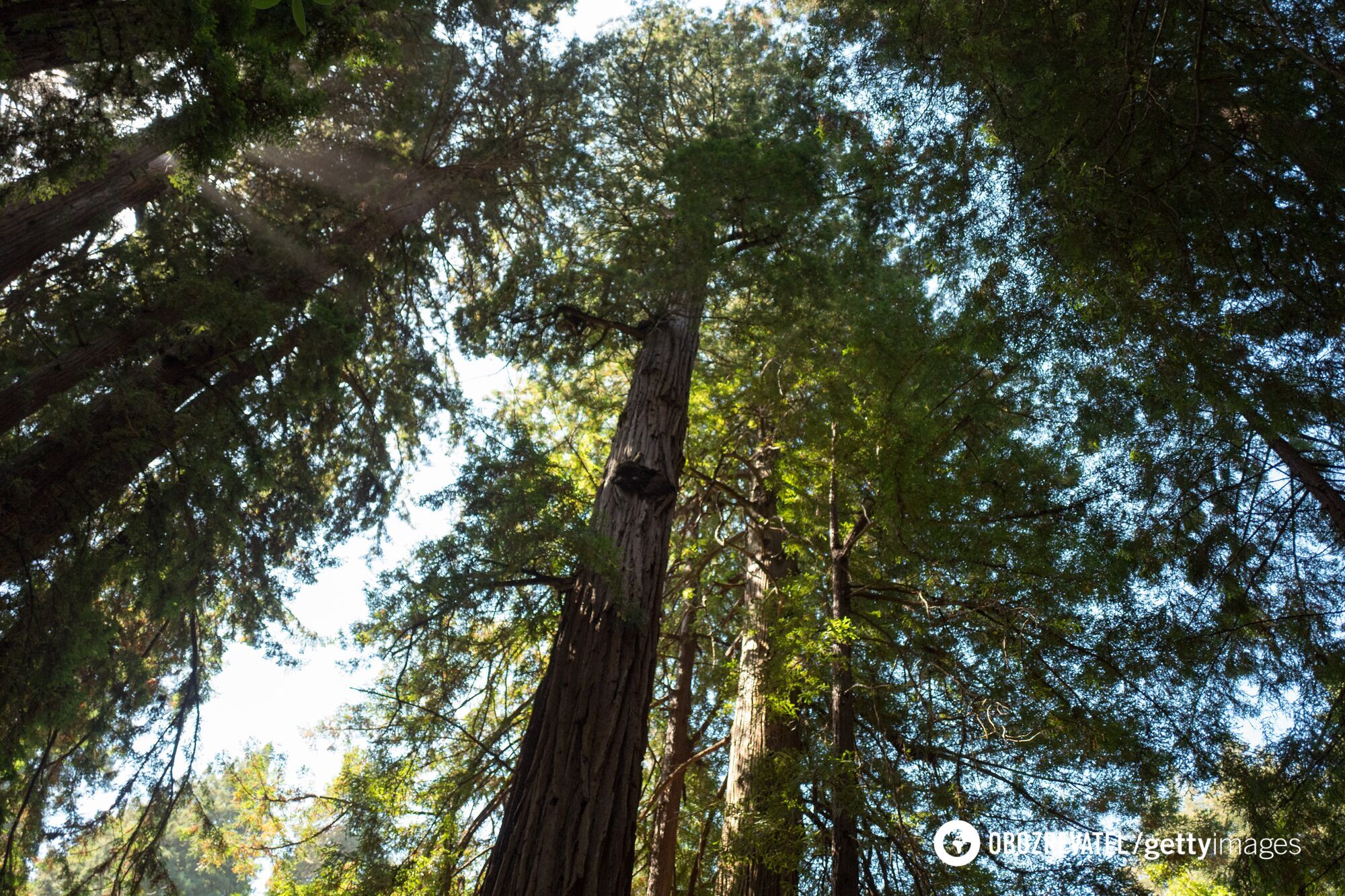 New study shows more than 30% of world's tree species are on the verge of extinction: how it will affect our future