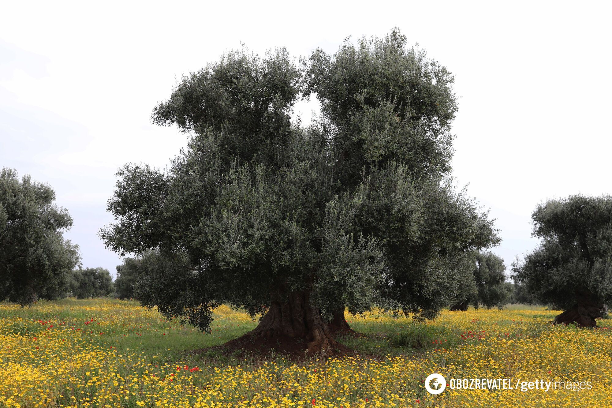 New study shows more than 30% of world's tree species are on the verge of extinction: how it will affect our future