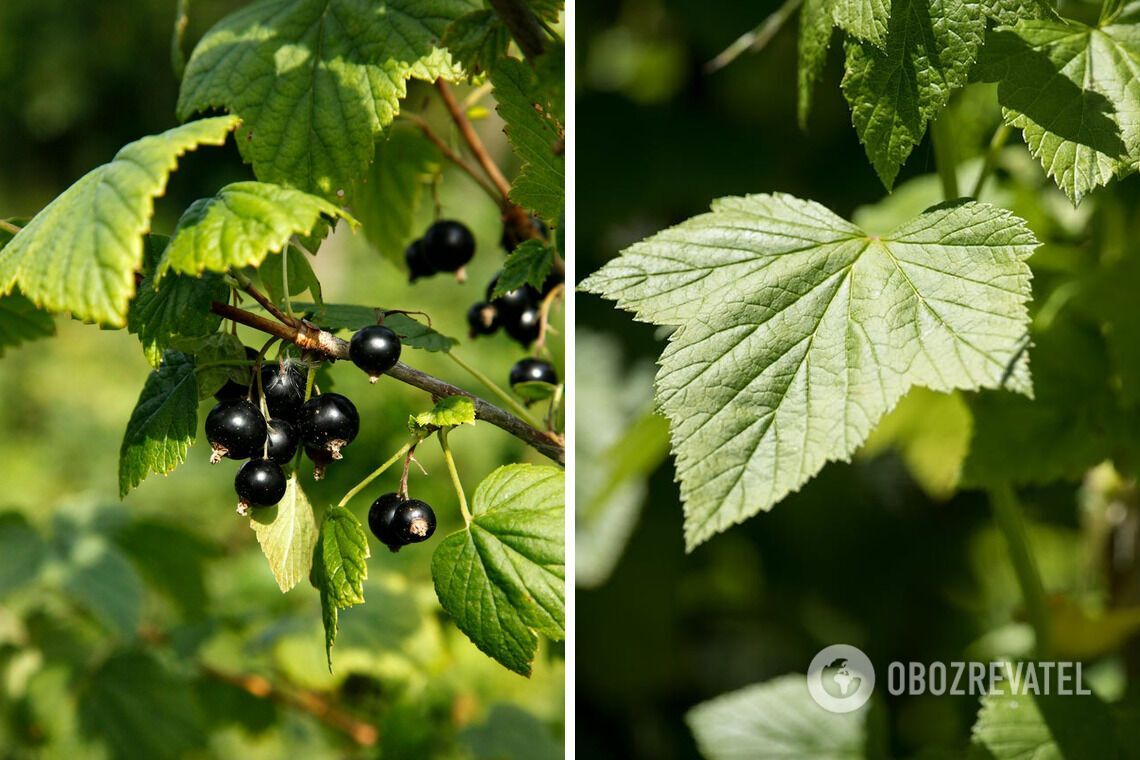 There will be a lot of berries: how to feed currant bushes in November