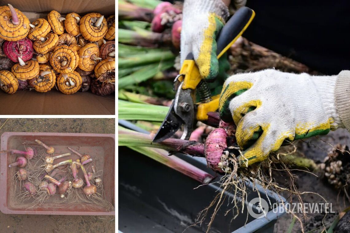 When to dig up gladioli for the winter: how to store bulbs correctly