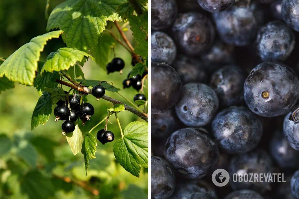 There will be a lot of berries: how to feed currant bushes in November