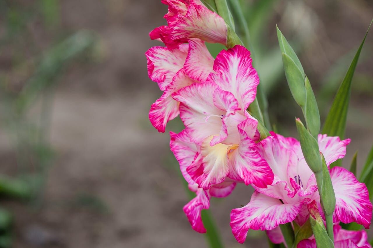 When to dig up gladioli for the winter: how to store bulbs correctly