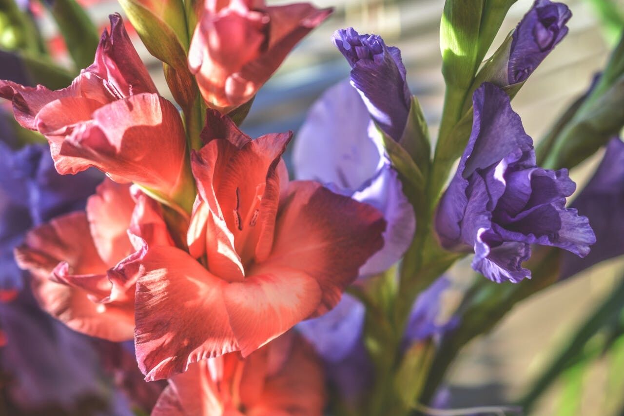 When to dig up gladioli for the winter: how to store bulbs correctly