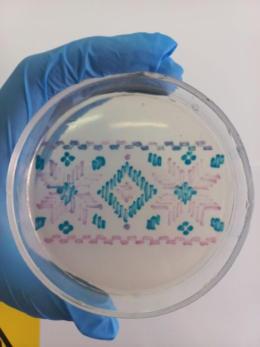 A Ukrainian woman created embroidery from bacteria: scientists appreciated it. Photo