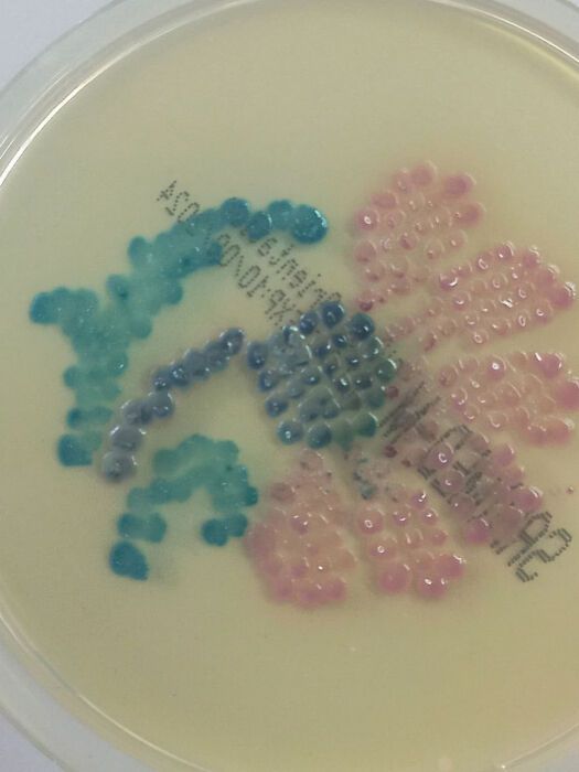 A Ukrainian woman created embroidery from bacteria: scientists appreciated it. Photo