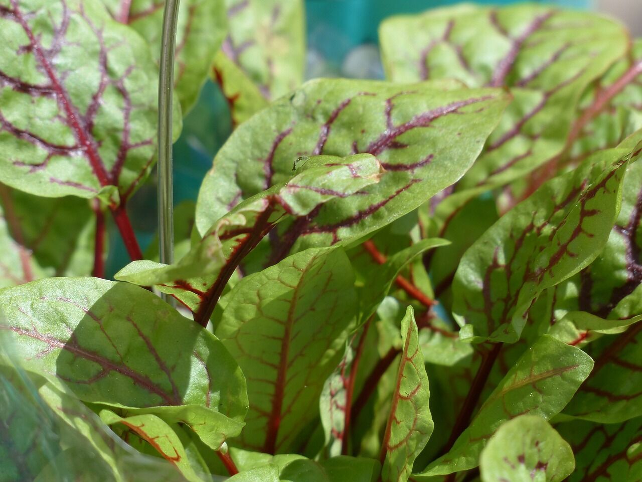 An early harvest: how to sow sorrel in the fall