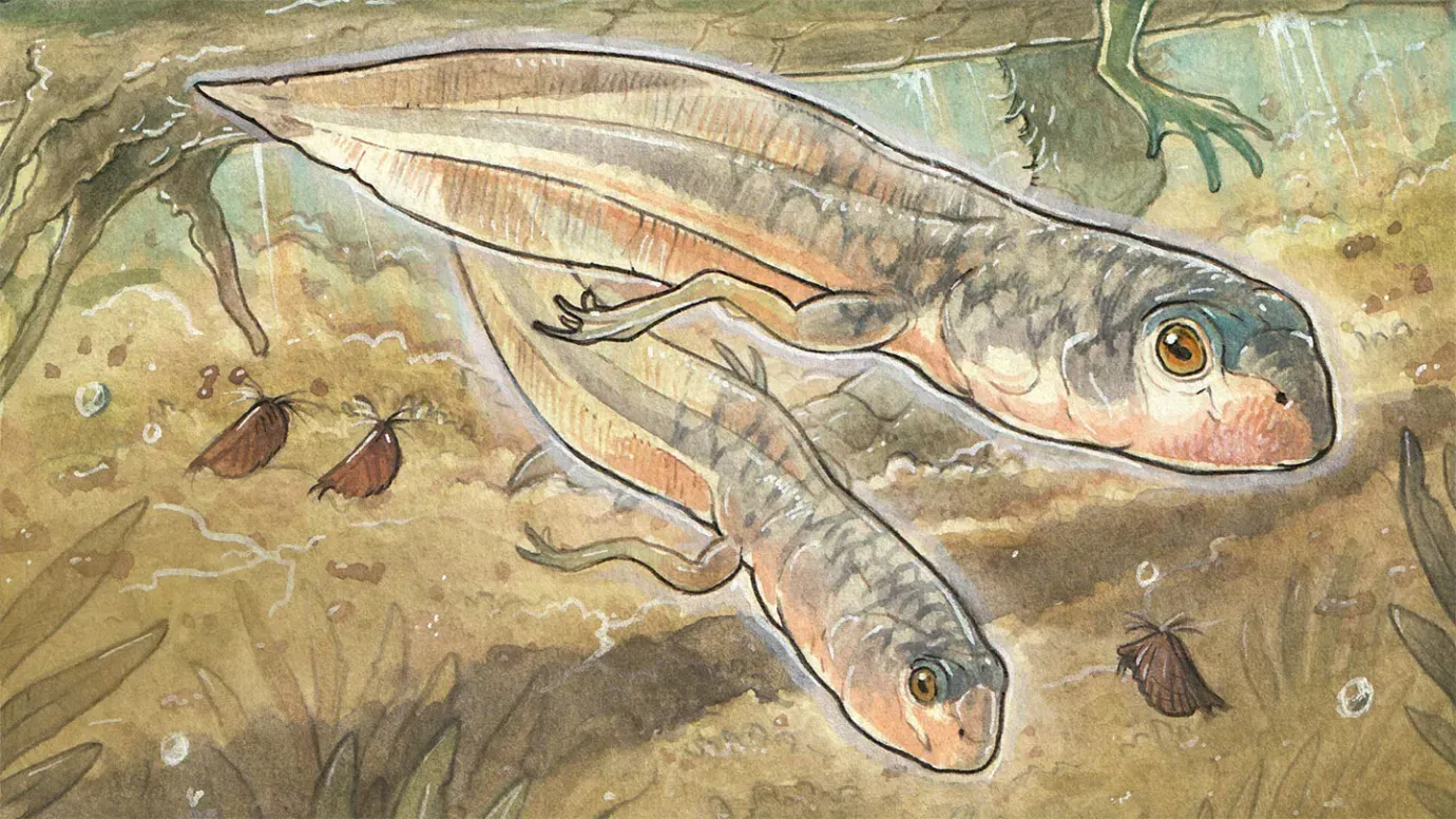 Scientists have discovered a fossil of a giant tadpole that lived more than 160 million years ago. Photo