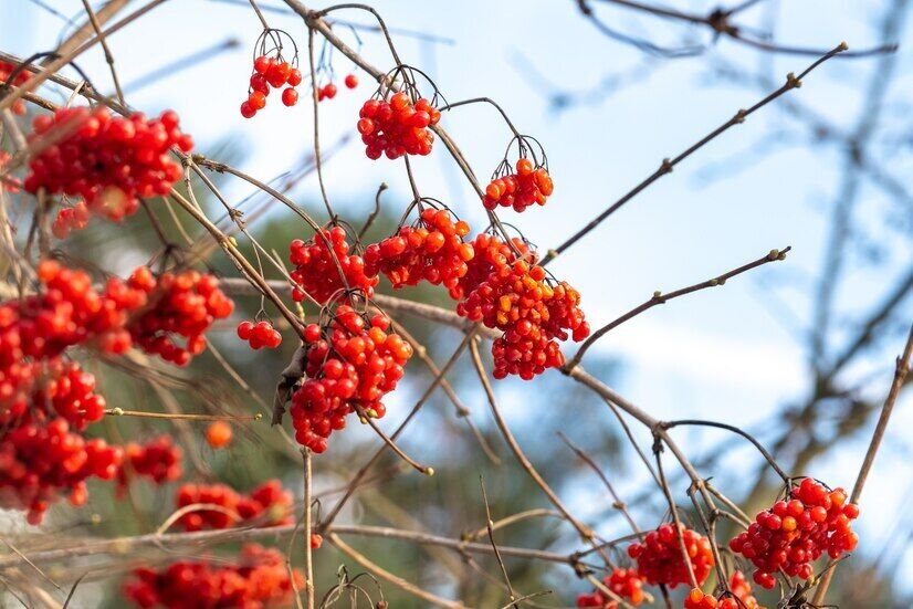 How to prepare viburnum with honey for the winter: can be stored in the refrigerator