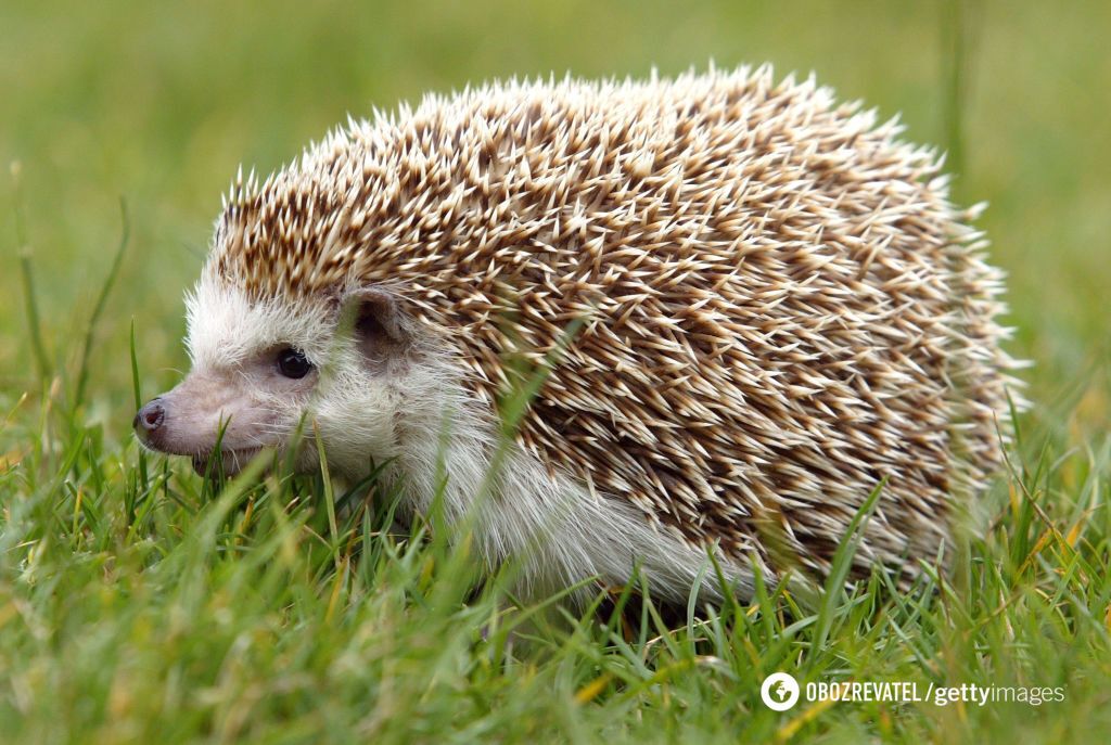 Hedgehogs are endangered worldwide: scientists appeal to people