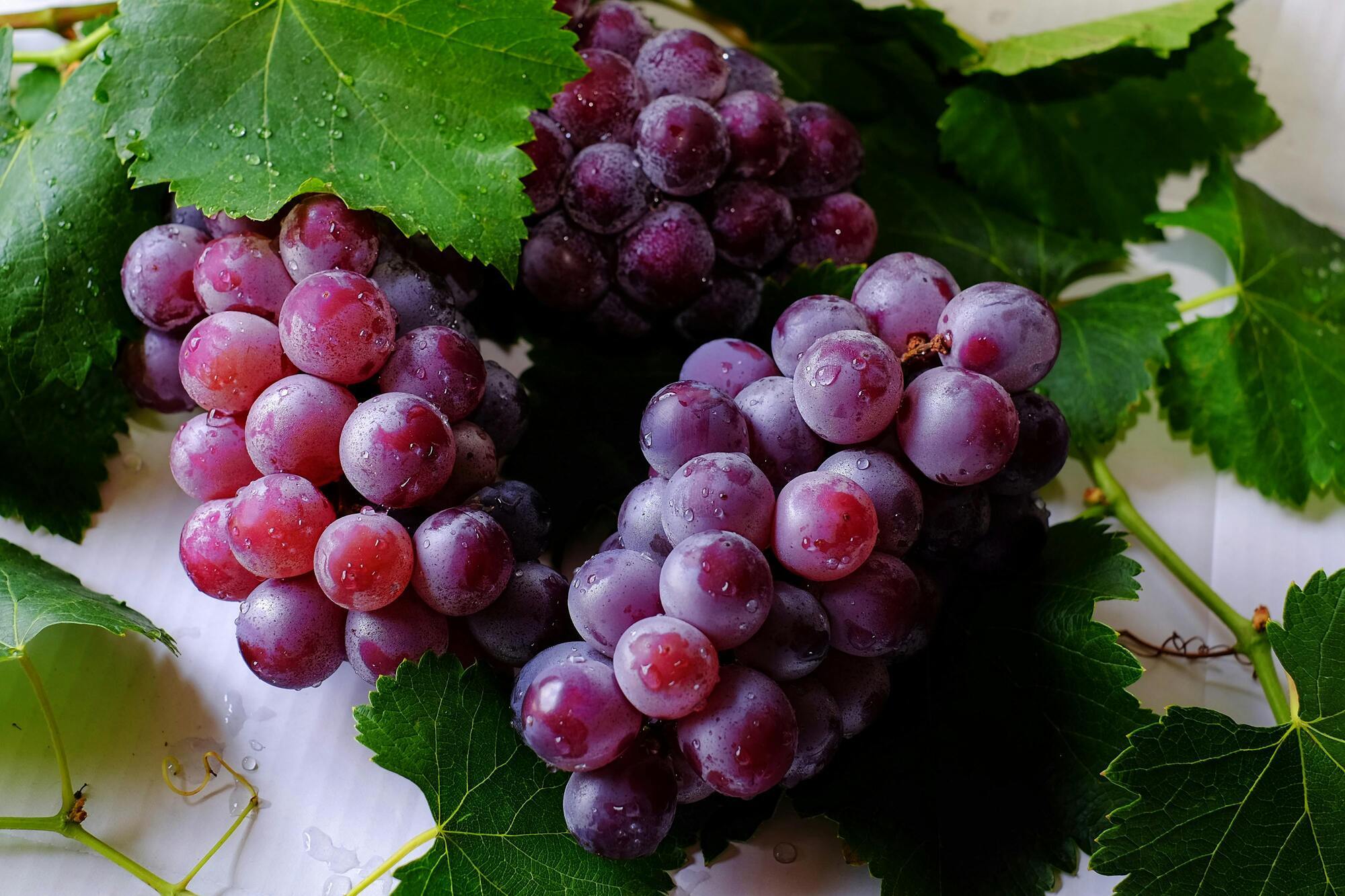 How to store grapes properly to keep them fresh for more than 3 weeks: effective tips