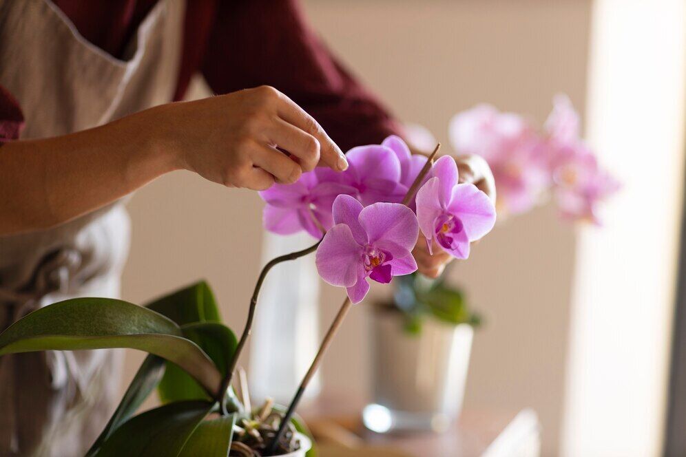 To keep it blooming: how to prune an orchid correctly