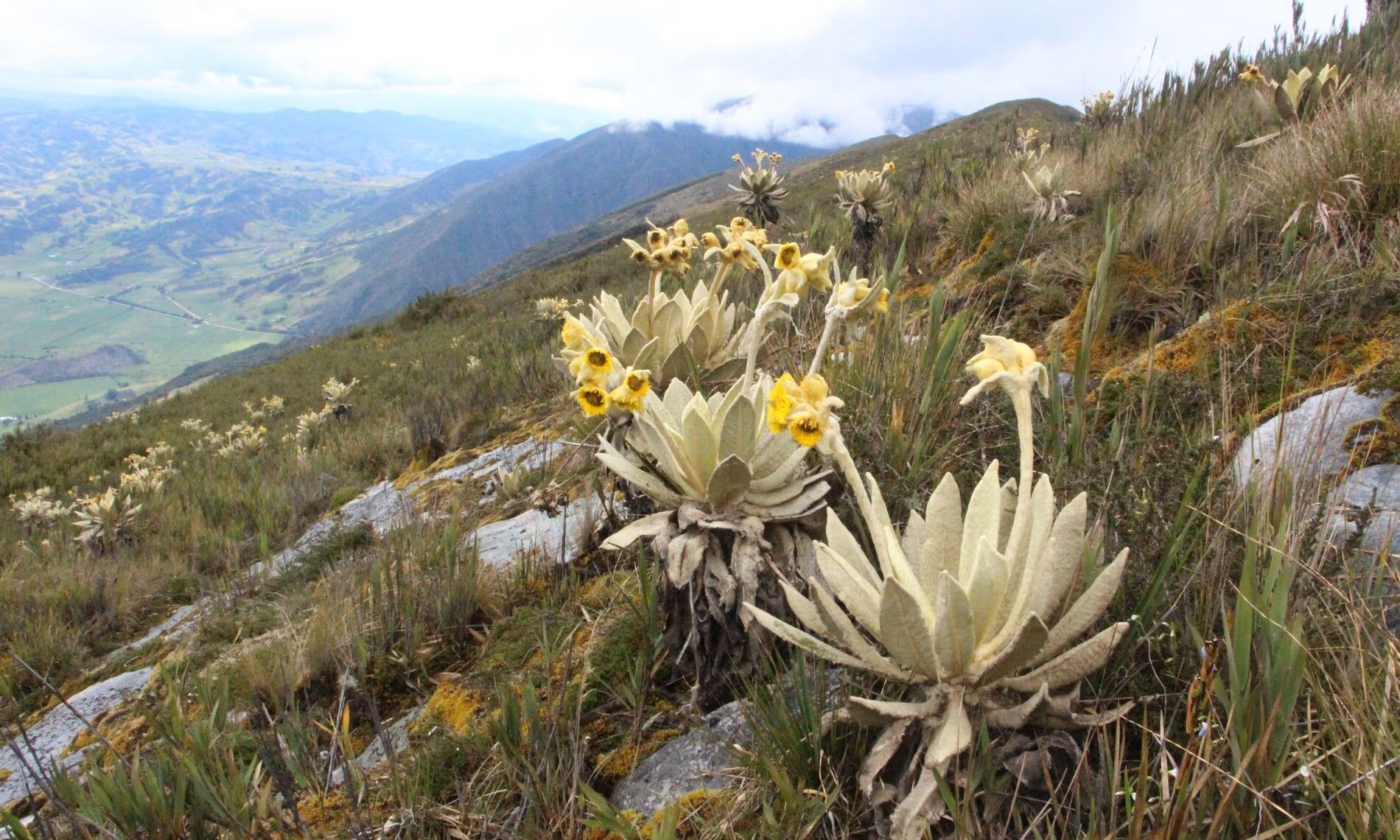 From Madagascar to Bolivia: scientists list 33 ''dark spots'' around the world with thousands of unknown plants on the brink of extinction