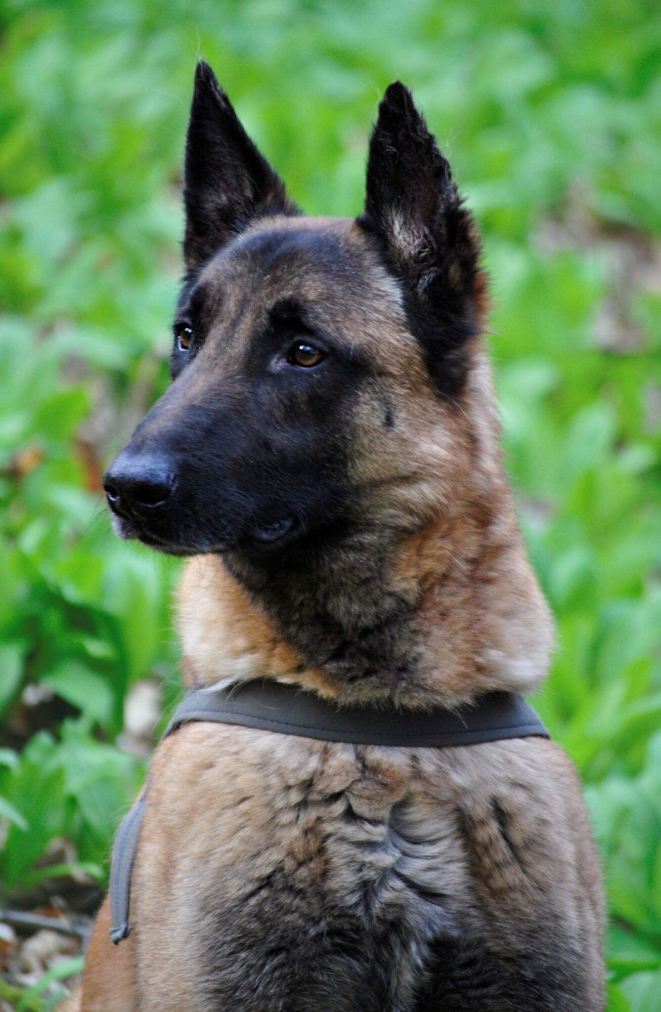 A dog handler named three breeds of dogs that he would never keep at home