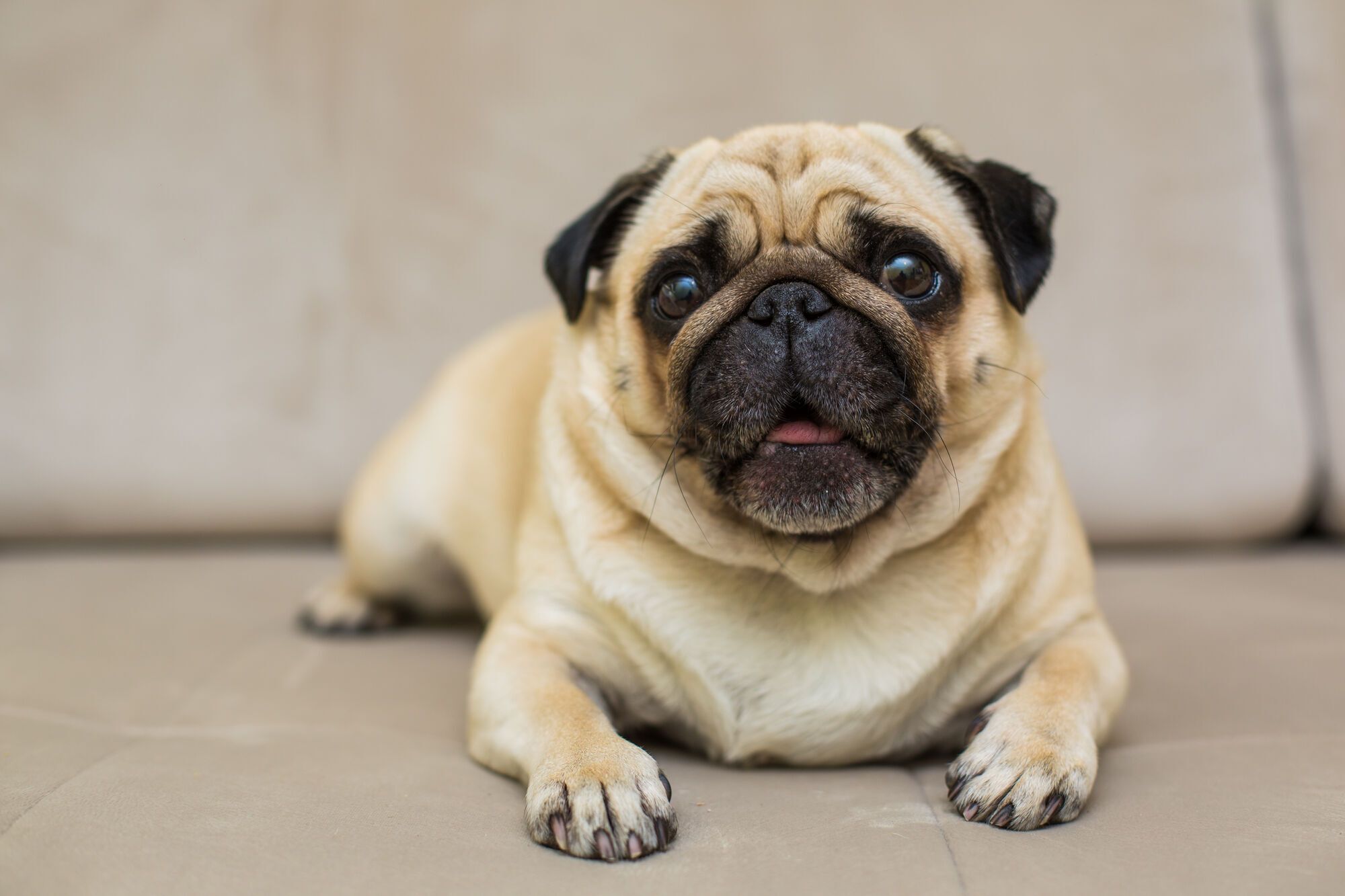 A dog handler named three breeds of dogs that he would never keep at home