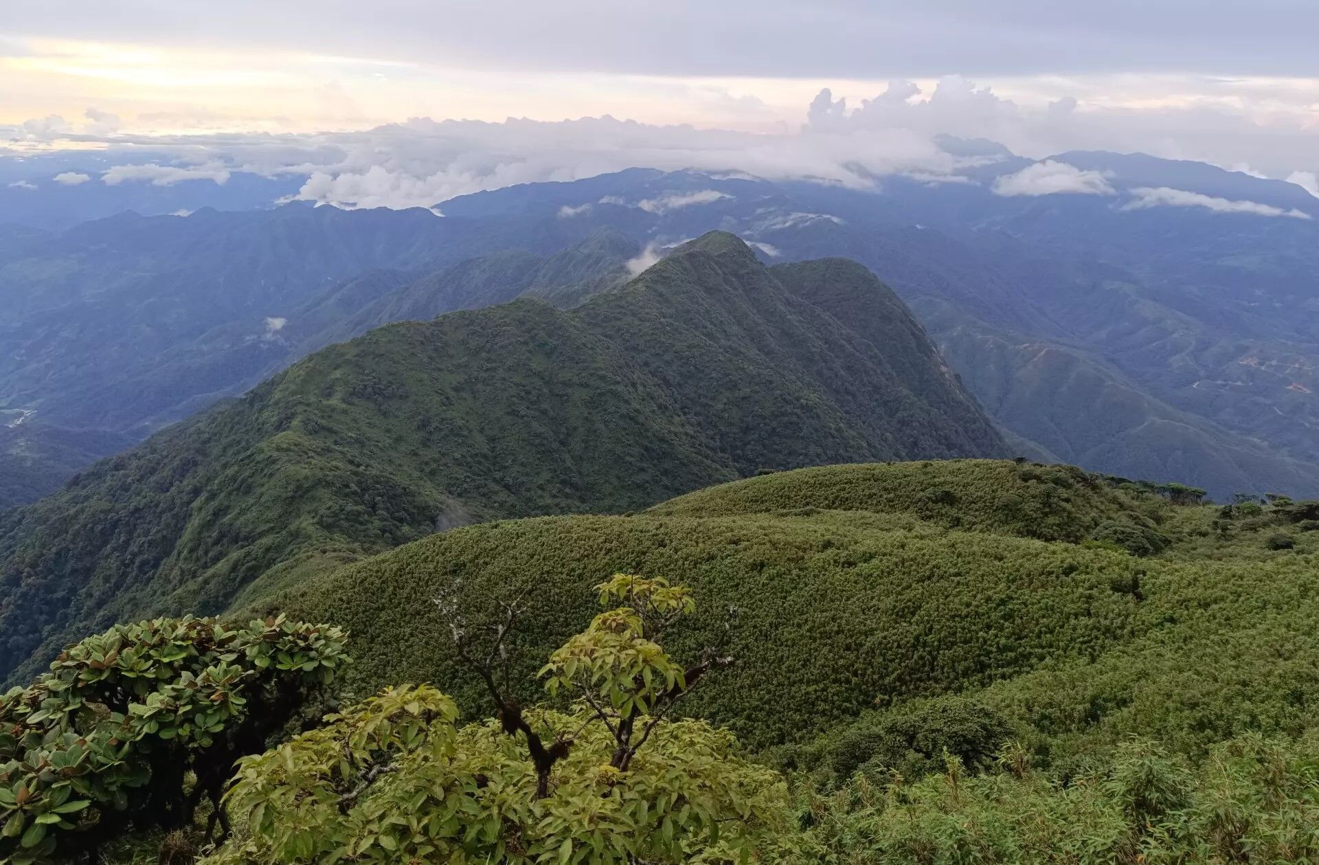 A new species of toothed frog discovered in Vietnam: it was sitting on top of a mountain. Photo