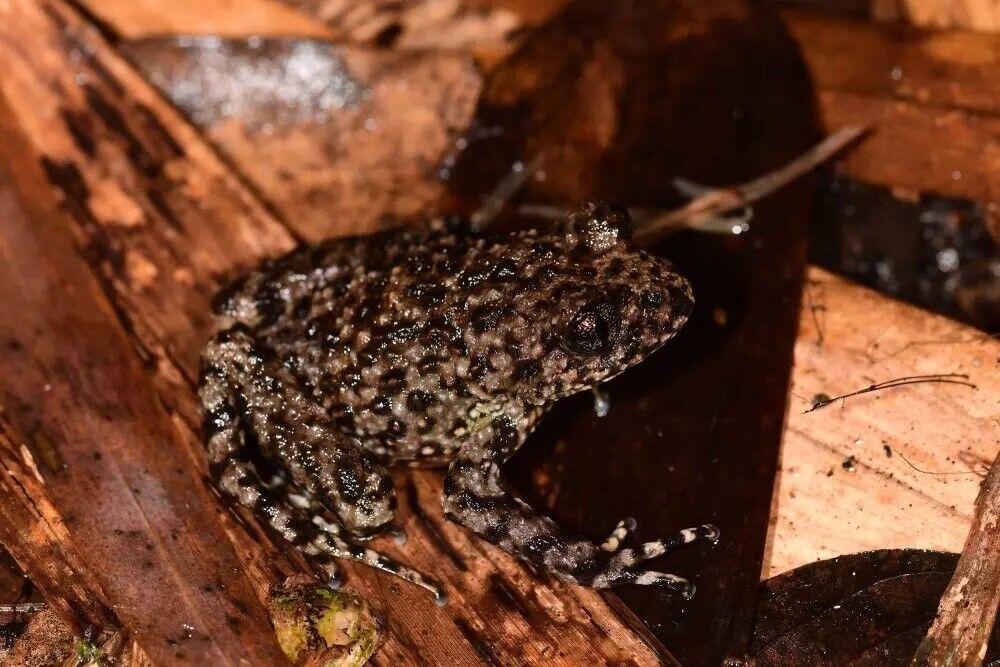 A new species of toothed frog discovered in Vietnam: it was sitting on top of a mountain. Photo