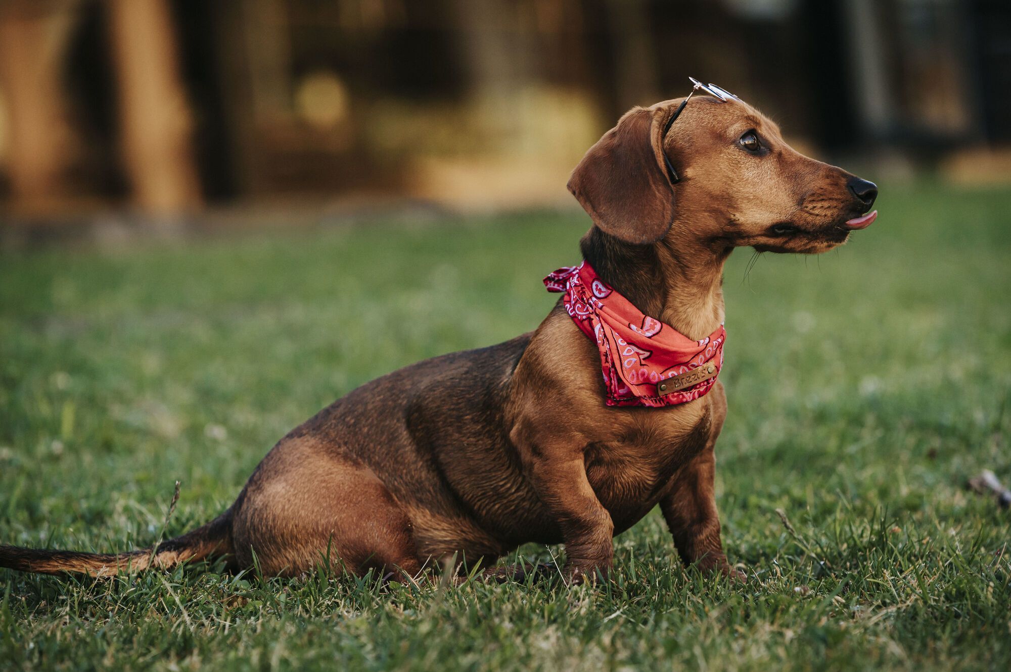 A dog handler named three breeds of dogs that he would never keep at home