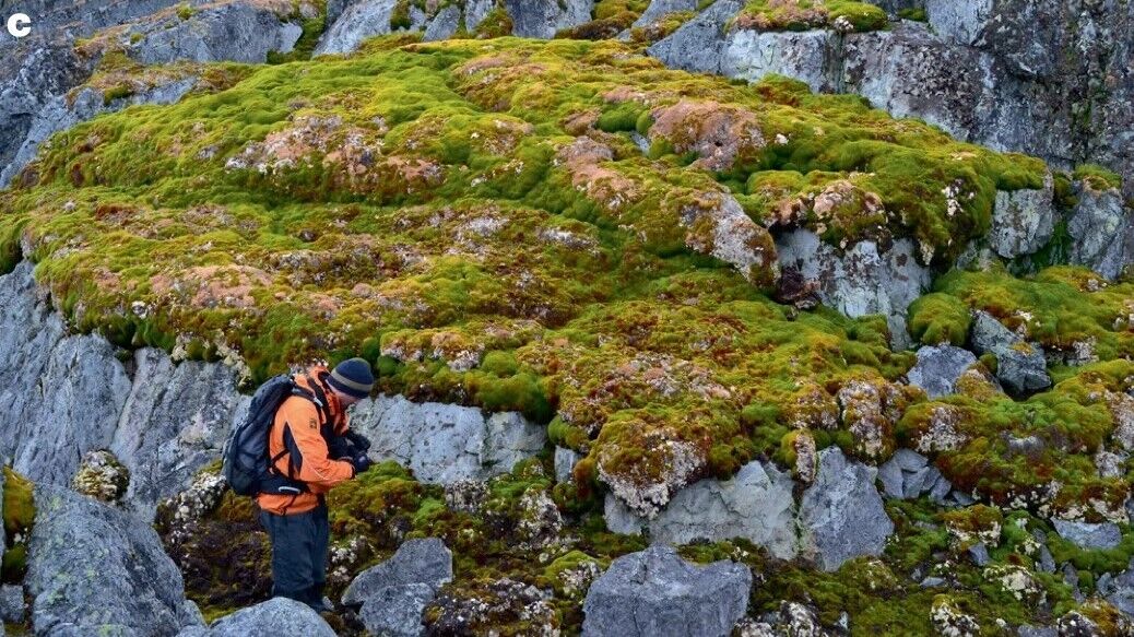 Antarctica has turned green due to global warming: the vegetation cover has increased more than 10 times. Recent photos