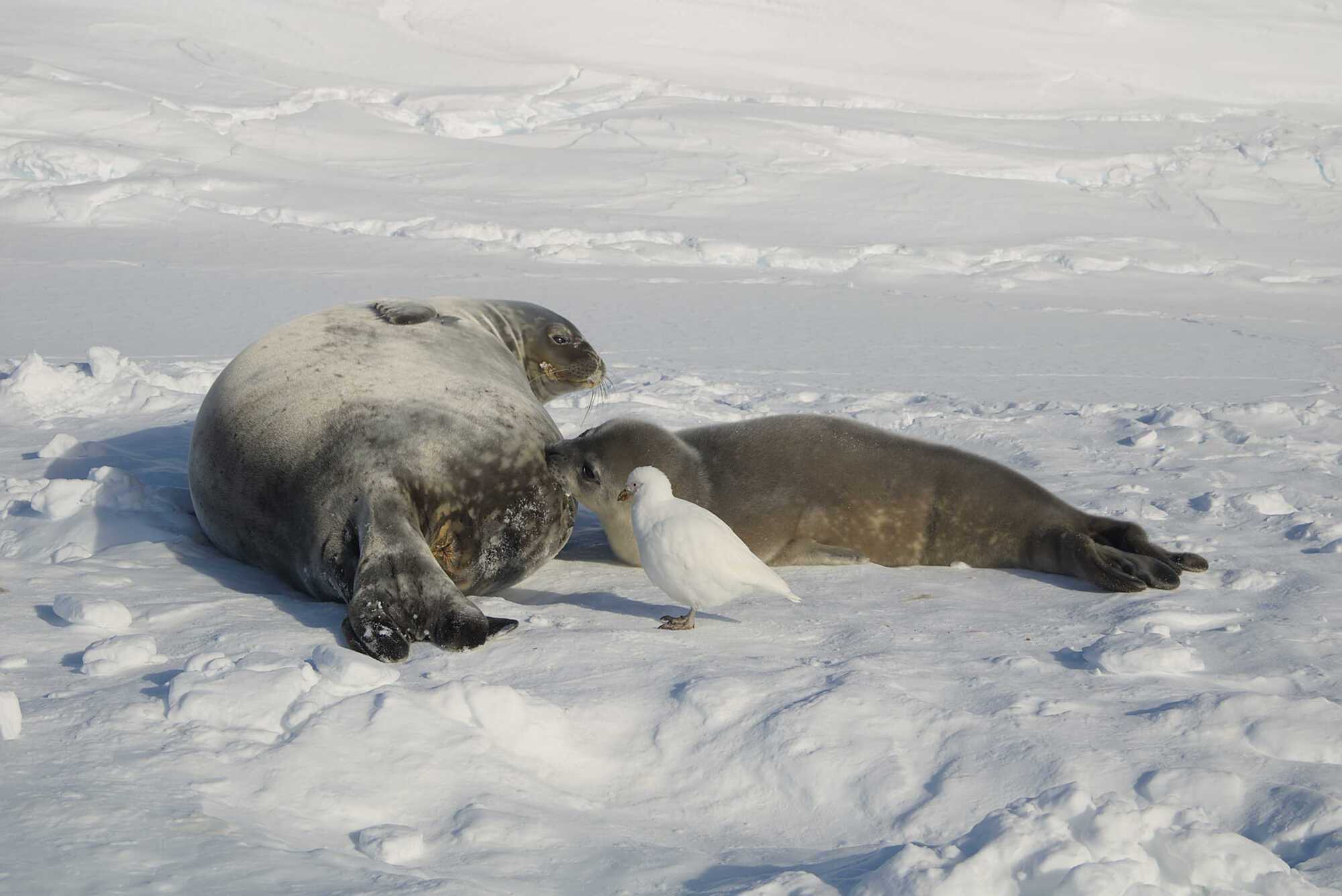 Polar explorers showed photos of seals born near the ''Akademik Vernadsky'' station and revealed the secret of how to distinguish them