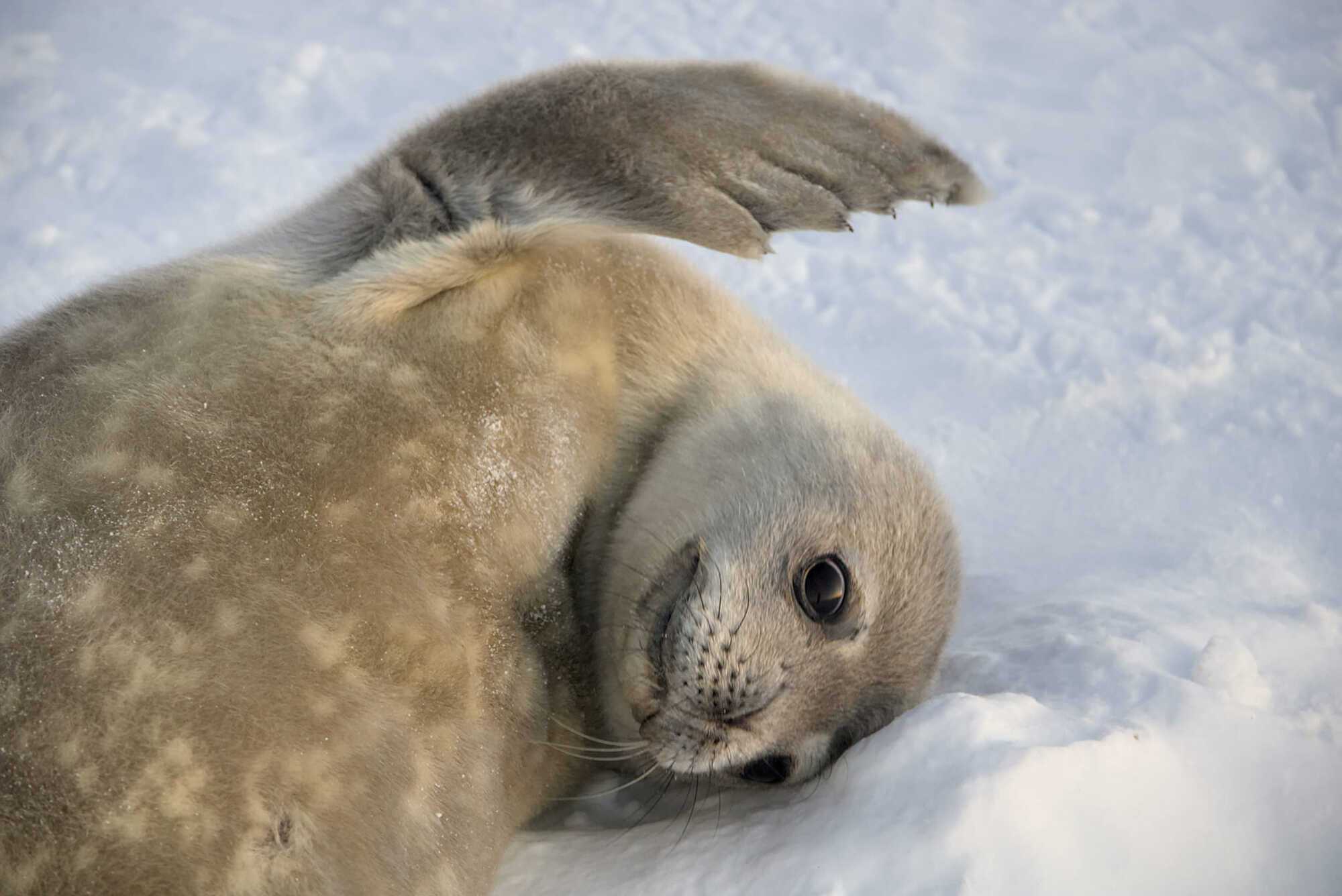 Polar explorers showed photos of seals born near the ''Akademik Vernadsky'' station and revealed the secret of how to distinguish them