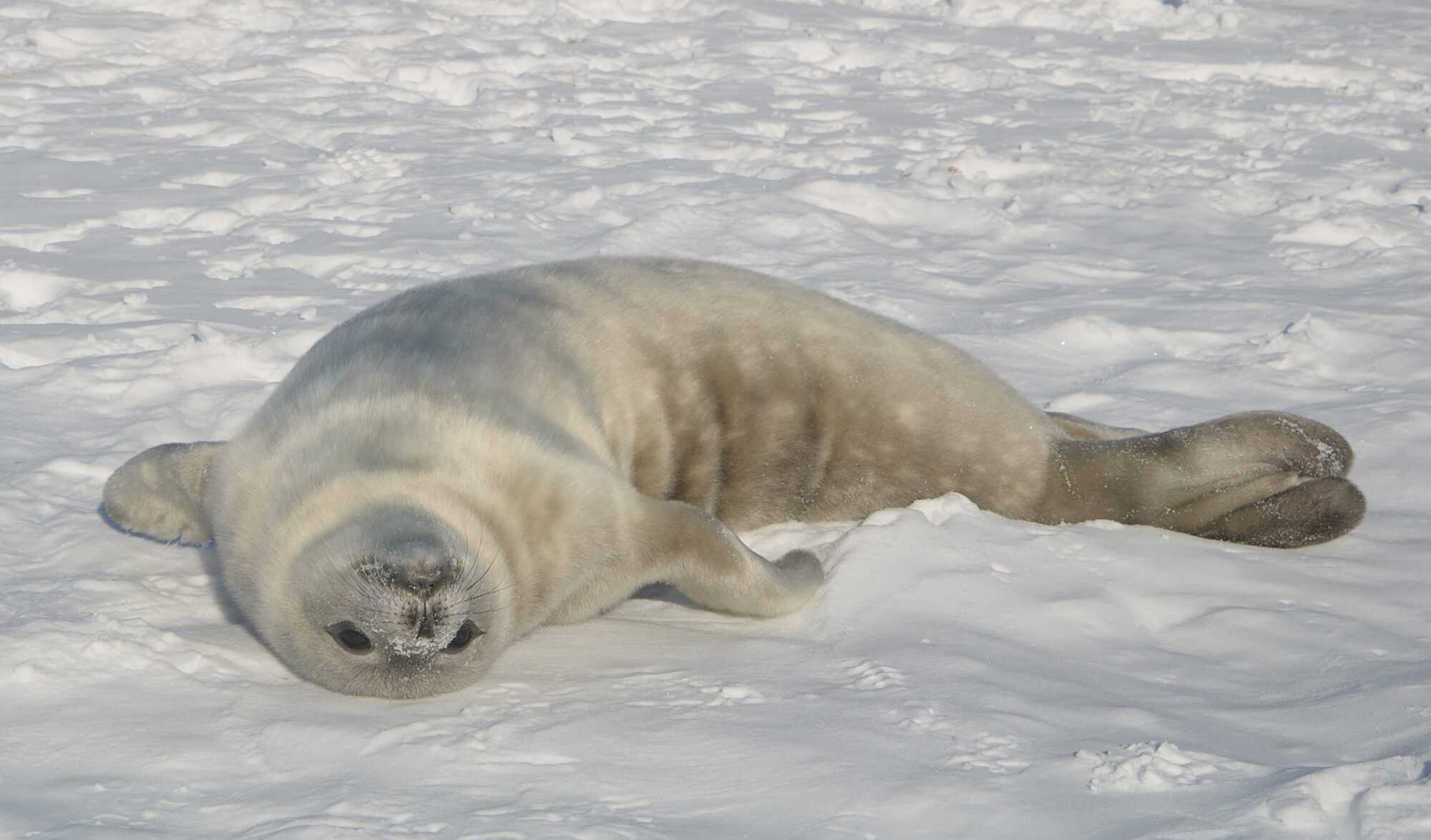 Polar explorers showed photos of seals born near the ''Akademik Vernadsky'' station and revealed the secret of how to distinguish them