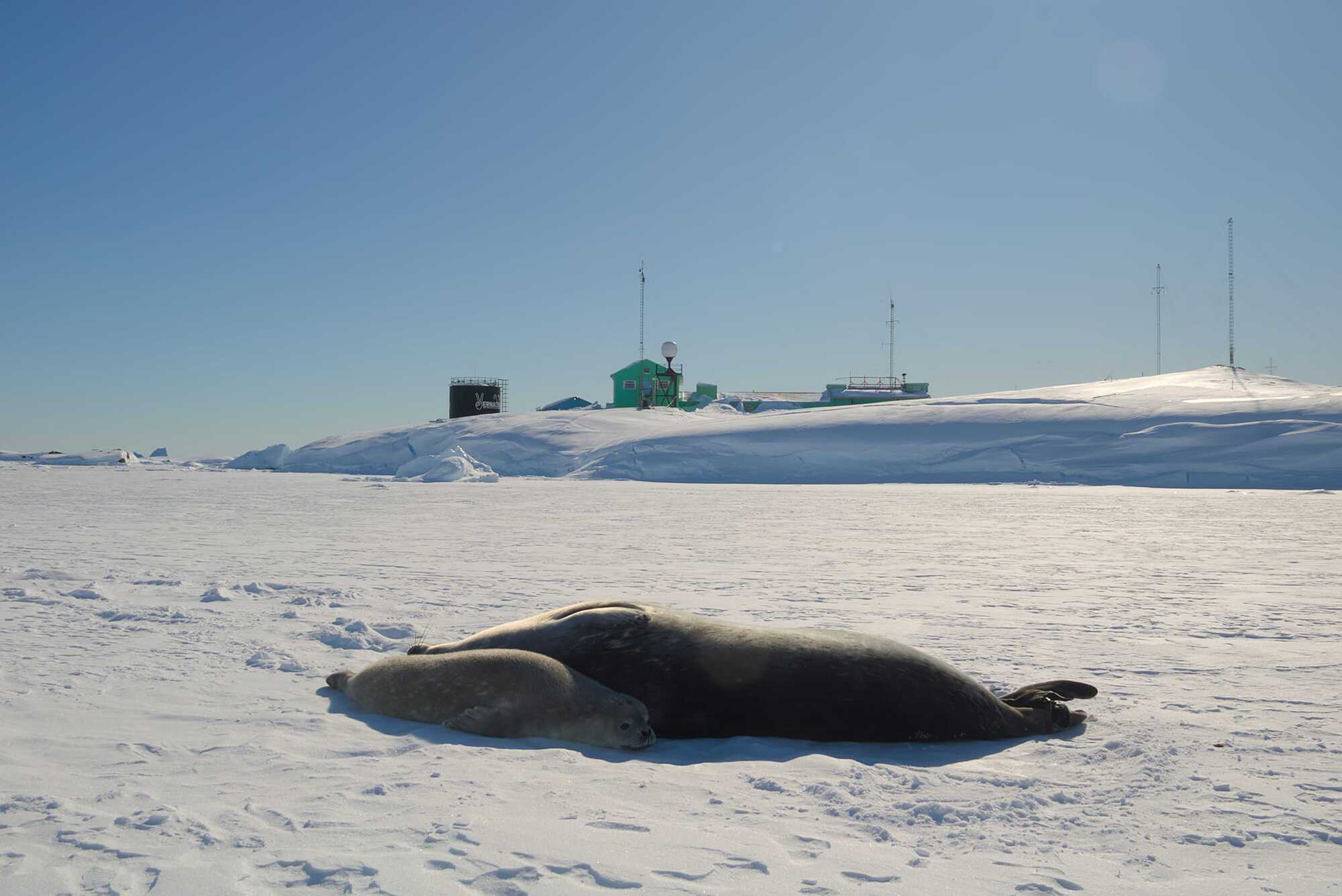 Polar explorers showed photos of seals born near the ''Akademik Vernadsky'' station and revealed the secret of how to distinguish them